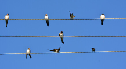 Swallows are sitting on the wires