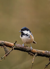 Coal tit