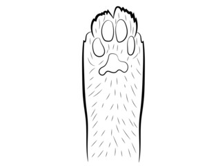 Realistic cat paw pet cute. Hand drawing. Vector illustration .