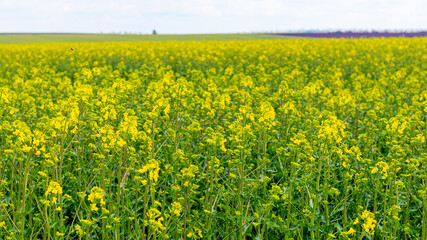 Field with rapeseed crops, rapeseed blossoms in spring field