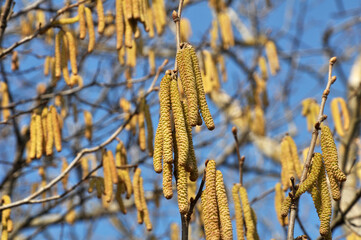 In the spring, hazel (Corylus avellana) blooms in the forest