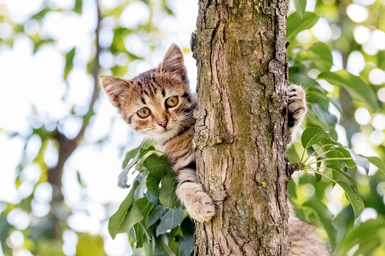 A small striped kitten on a tree holds its paws by the stem and looks forward carefully