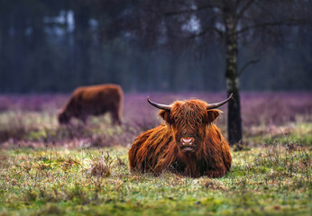 
Scottish highland cattle ( aka hairy cow ) in the field - obrazy, fototapety, plakaty