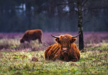 Foto op Canvas Schotse hooglanders (ook bekend als harige koe) in het veld © wusuowei