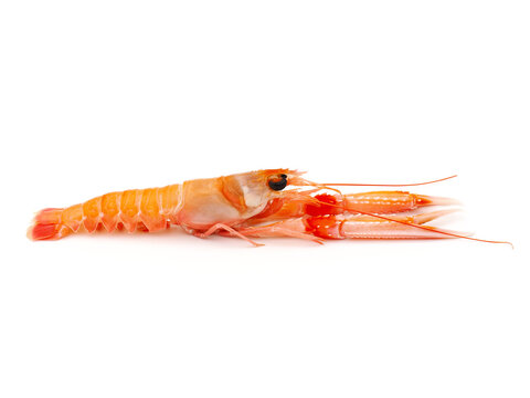 Langoustine known as Dublin Bay prawn or Norway Lobster (Nephrops norvegicus) isolated on white background