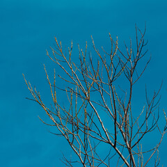 Tree top on a bright blue background.