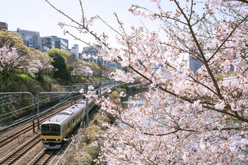 Cherry blossoms and train running along Sotobori Moat in Tokyo,...