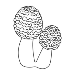 Amanita vector icon.Outline vector icon isolated on white background amanita.
