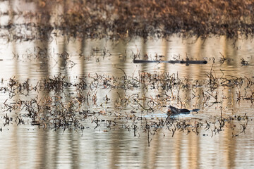 A bucktoothed beaver swimming across a golden pond.