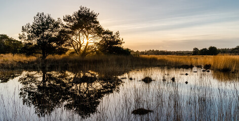 Sunset photo of the Oude Buisse Heide in The Netherlands. Maintained by Natuurmonumenten en it is divers area with heather, grass and pine trees.