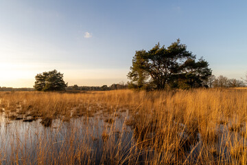 Sunset photo of the Oude Buisse Heide in The Netherlands. Maintained by Natuurmonumenten en it is divers area with heather, grass and pine trees.