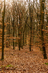 Trees in the Rucphense Forests in The Netherlands. This is a public Military training terrain. This forest is maintained by Natuurmonumenten, and is a pine forest with open areas with heather.