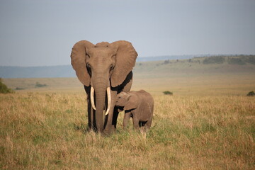 Fototapeta na wymiar Balade d'un éléphant avec son petit. 
