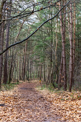 Path in the Rucphense Forests in The Netherlands. This is a public Military training terrain. This forest is maintained by Natuurmonumenten, and is a pine forest with open areas with heather.