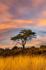 Sunset photo of the Oude Buisse Heide in The Netherlands. Maintained by Natuurmonumenten en it is divers area with heather, grass and pine trees.