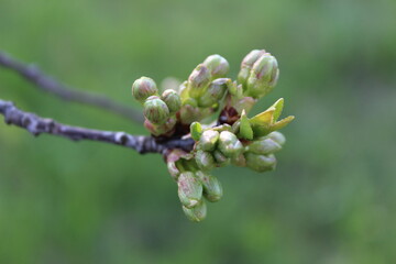 buds of a willow