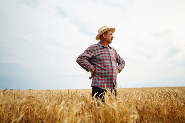 Naklejka na ściany i meble Farmer in the wheat field. Growth nature harvest. Agriculture, gardening or ecology concept.