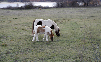 caballo pony con su madre pastando en la dehesa