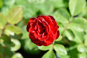 Floribunda rose Nina Weibull