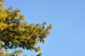 Fototapeta na wymiar Eastern white pine