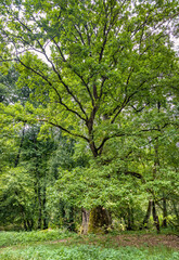 Fototapeta premium Natural tree monument Dab Bartus Oak, Quercus robur, in Bory Tucholskie Coniferous Forest near Chojnice in Pomerania region of Poland