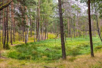 Obraz premium Bory Tucholskie Coniferous Forest wooded landscape with swampy undergrowth greenery near Chojnice in Pomerania region of Poland