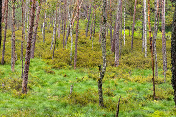 Bory Tucholskie Coniferous Forest wooded landscape with swampy undergrowth greenery near Chojnice in Pomerania region of Poland