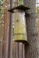 Vintage natural wooden bird nesting box on tree trunk in Bory Tucholskie Coniferous Forest near Chojnice in Pomerania region of Poland