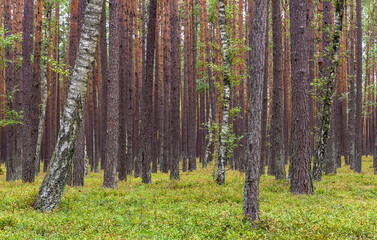Bory Tucholskie Coniferous Forest wooded landscape with dry undergrowth greenery near Chojnice in Pomerania region of Poland - obrazy, fototapety, plakaty
