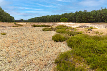 Bory Tucholskie Coniferous Forest landscape with dry sand desert dune with scarce undergrowth greenery near Chojnice in Pomerania region of Poland - obrazy, fototapety, plakaty
