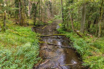 Fototapeta na wymiar Bory Tucholskie Coniferous Forest wooded swampy landscape with Struga Siedmiu Jezior Stream creek between Glowka and Plesno lakes near Chojnice in Pomerania region of Poland
