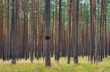 Bory Tucholskie Coniferous Forest wooded landscape with dry undergrowth greenery near Chojnice in Pomerania region of Poland