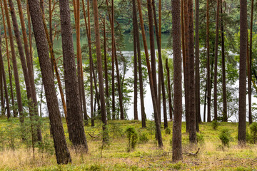 Bory Tucholskie Coniferous Forest wooded landscape with Plesno lake and swampy undergrowth greenery near Chojnice in Pomerania region of Poland