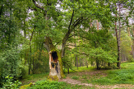 Natural tree monument Dab Bartus Oak, Quercus robur, in Bory Tucholskie Coniferous Forest near Chojnice in Pomerania region of Poland