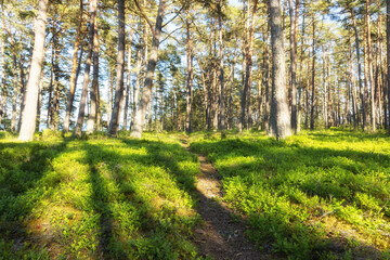 Footpath in a pine forest with sunlight and shadows at sunset. Straight trunks of pine trees, summer. Finland