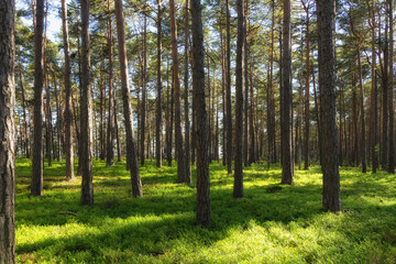 Pine forest with sunlight and shadows at sunset. Straight trunks of pine trees, summer. Finland