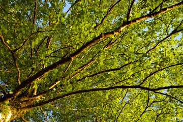 Fototapeta na wymiar tree green leaves and branches against the sky on the nature