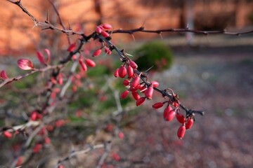 The beauty of the nature of the Russian south.