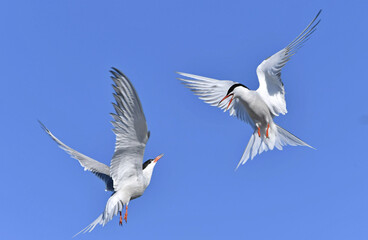 Common Terns interacting in flight. Adult common terns in flight on the blue sky background. Scientific name: Sterna hirundo. Ladoga Lake. Russia.