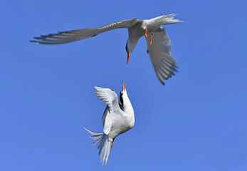 Common Terns interacting in flight. Adult common terns in flight on the blue sky background....