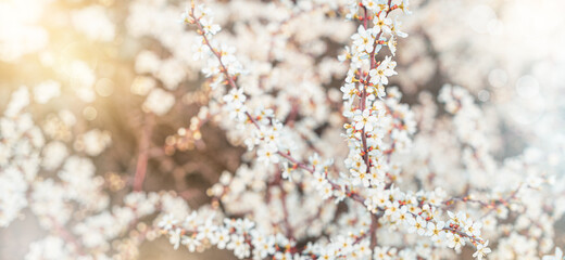 Naklejka premium Beautiful flowering tree branches in the sun.