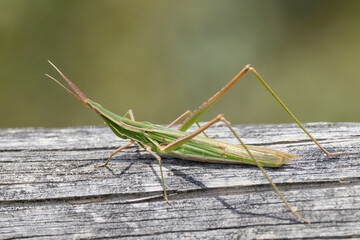 Slant-faced Grasshopper resting on log