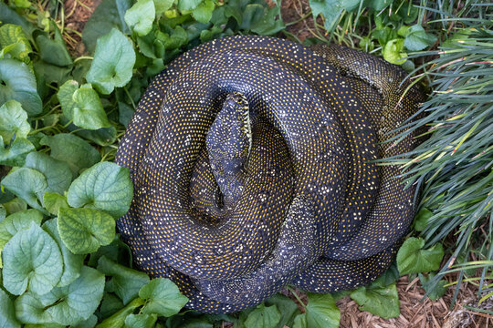 Pair of Australian Diamond Pythons curled together