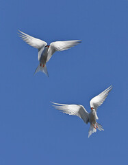 Common Terns interacting in flight. Adult common terns in flight on the blue sky background. Scientific name: Sterna hirundo. Ladoga Lake. Russia.