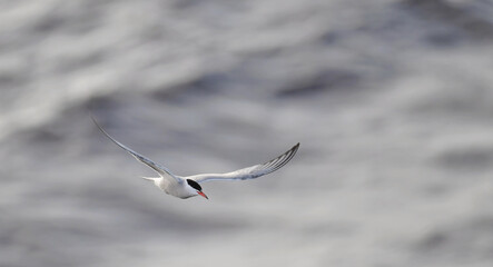 A tern in flight. Front vierw. Waves Background. Adult common tern in flight. Scientific name: Sterna hirundo. Ladoga Lake. Russia .