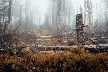 Naturwald im Harz bei Nebel
