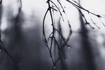 Zweige im Nebel mit Wassertropfen