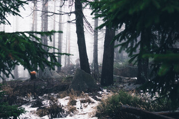 Geheimnisvolle Atmosphäre im Wald