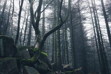 Bäume im dunklen Nebelwald