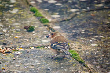 Naklejka na ściany i meble a male chaffinch (Fringilla coelebs) dining on bird feed scattered on garden patio slabs